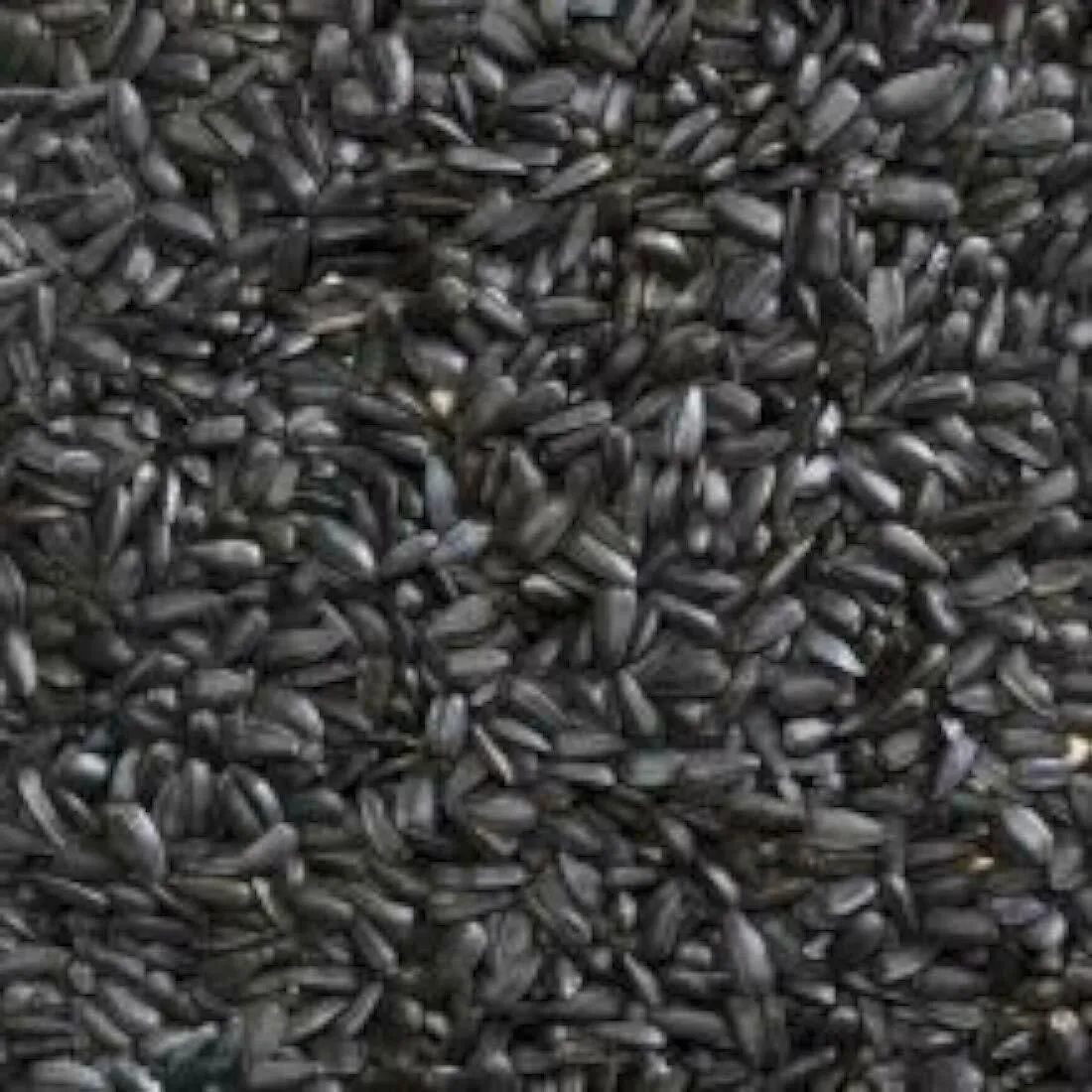 Bucktons Black Sunflower Seeds